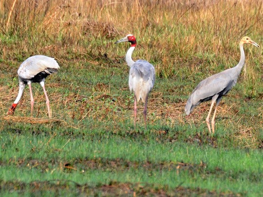 Navegaon National Park