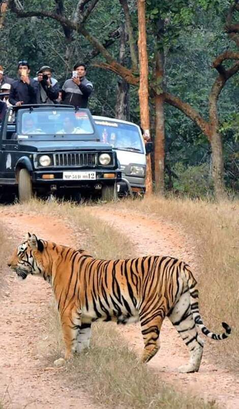 book nagzira jungle safari