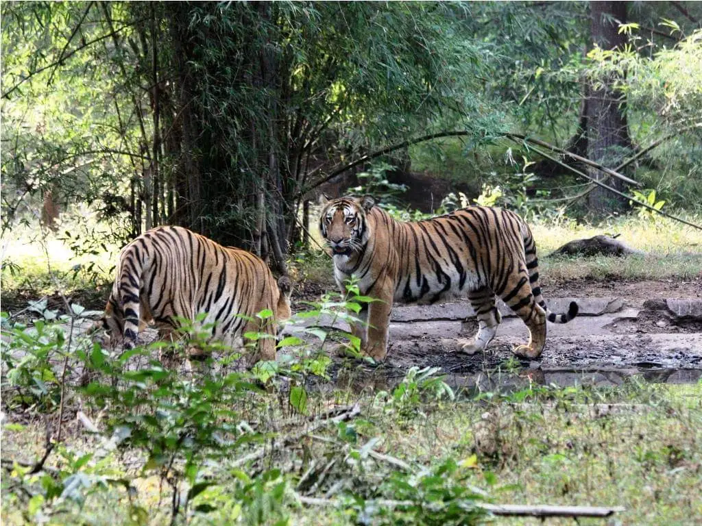 nagzira tiger reserve