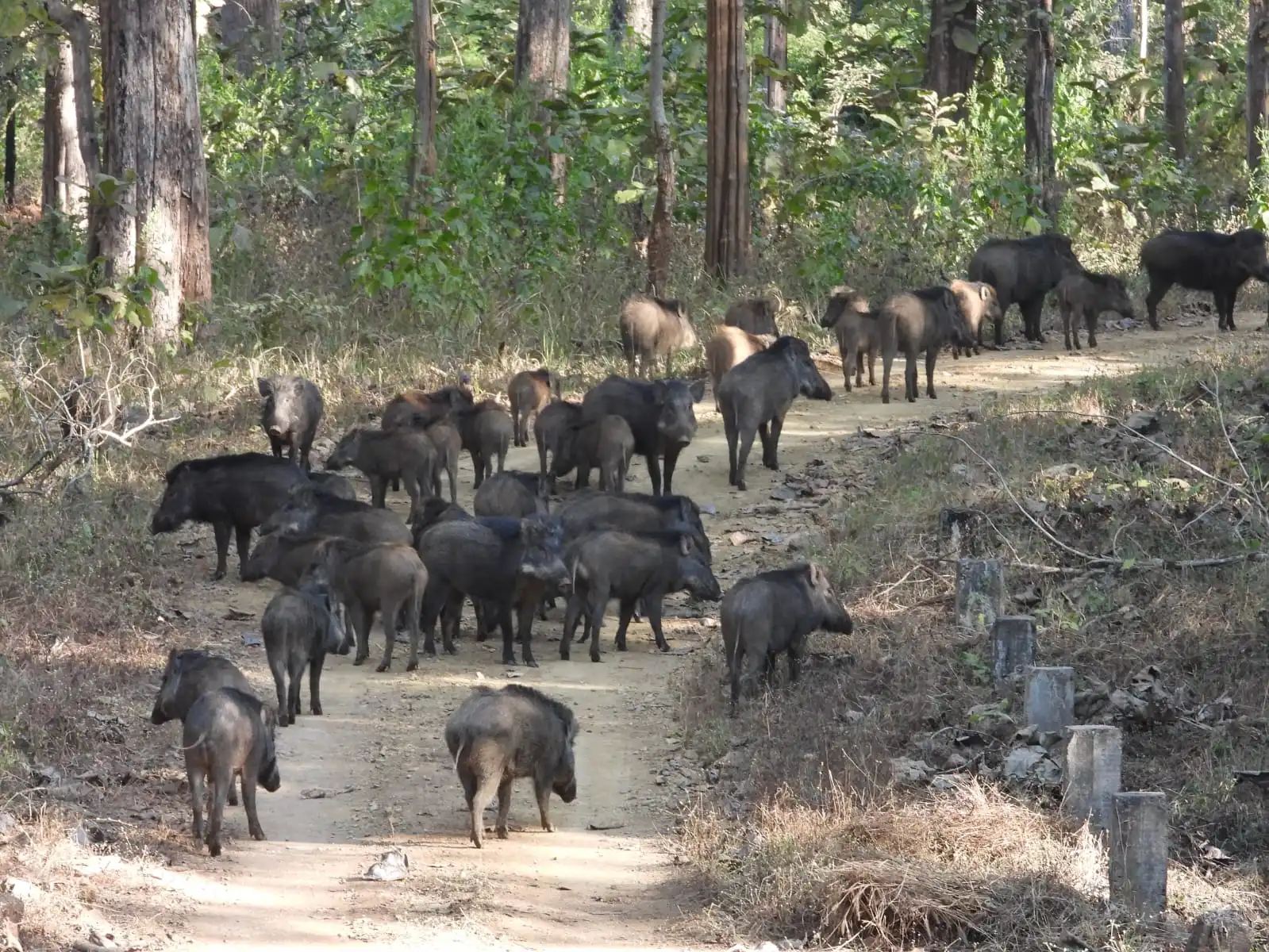 nagzira wild boar