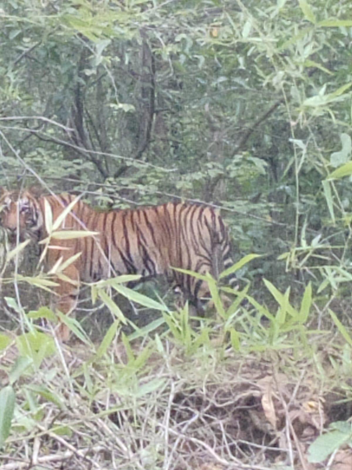 Nagzira National Park